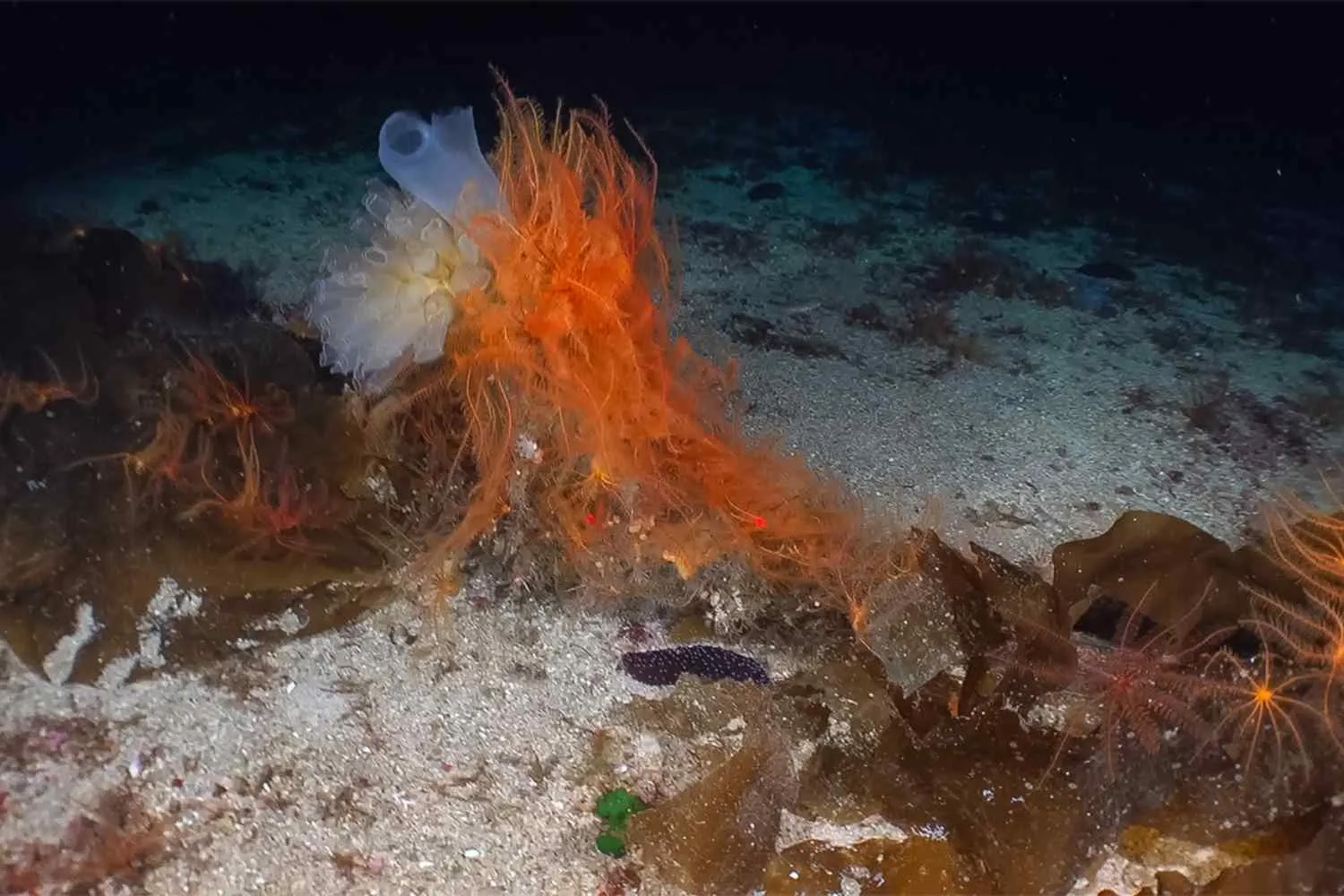 Pesca a strascico e bracconaggio in alcuni siti marini italiani: lo denuncia Greenpeace nella giornata del Mediterraneo