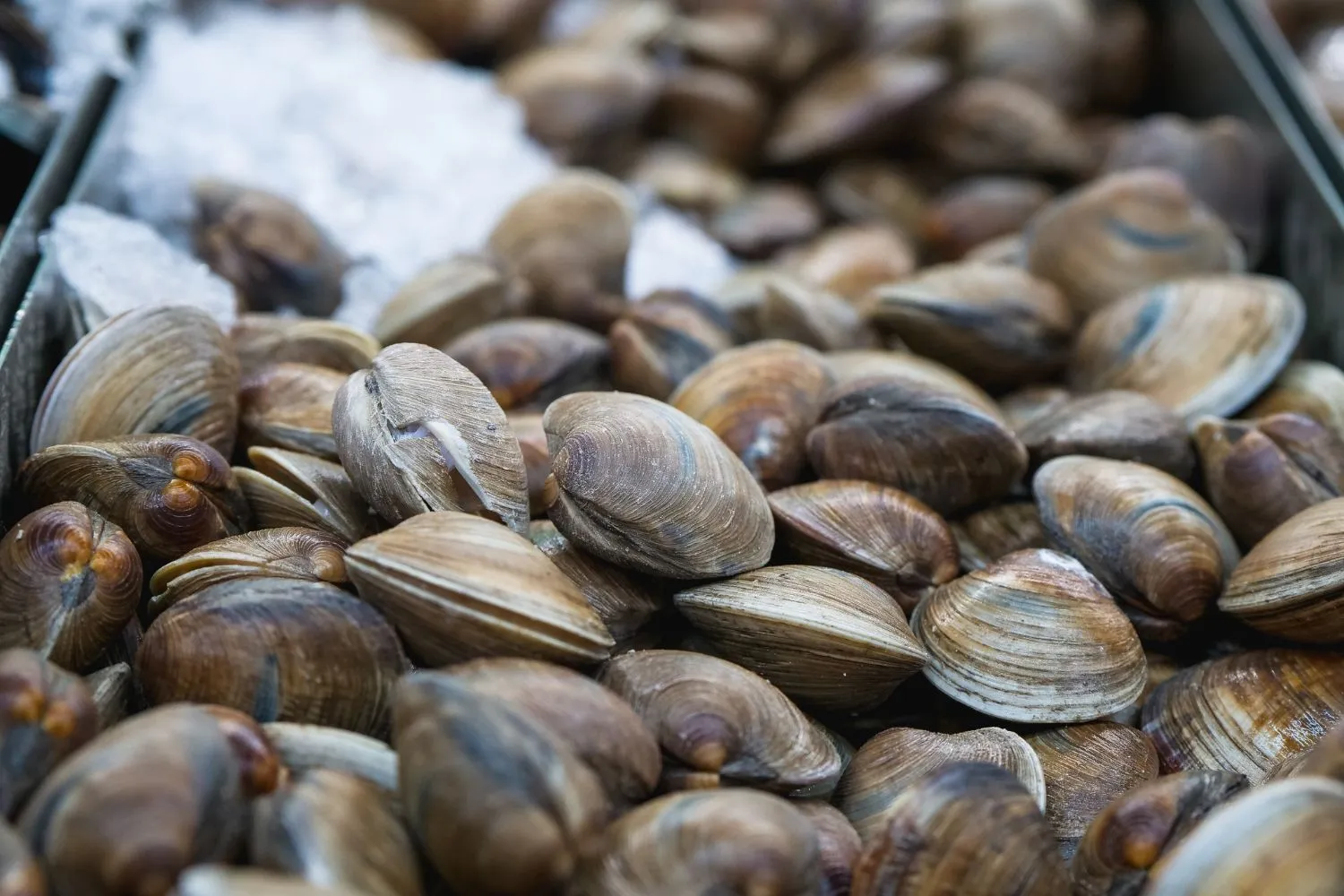 Morìa di cozze e vongole nel Delta del Po: così l'acqua troppo calda (a 32 °C) sta uccidendo i molluschi