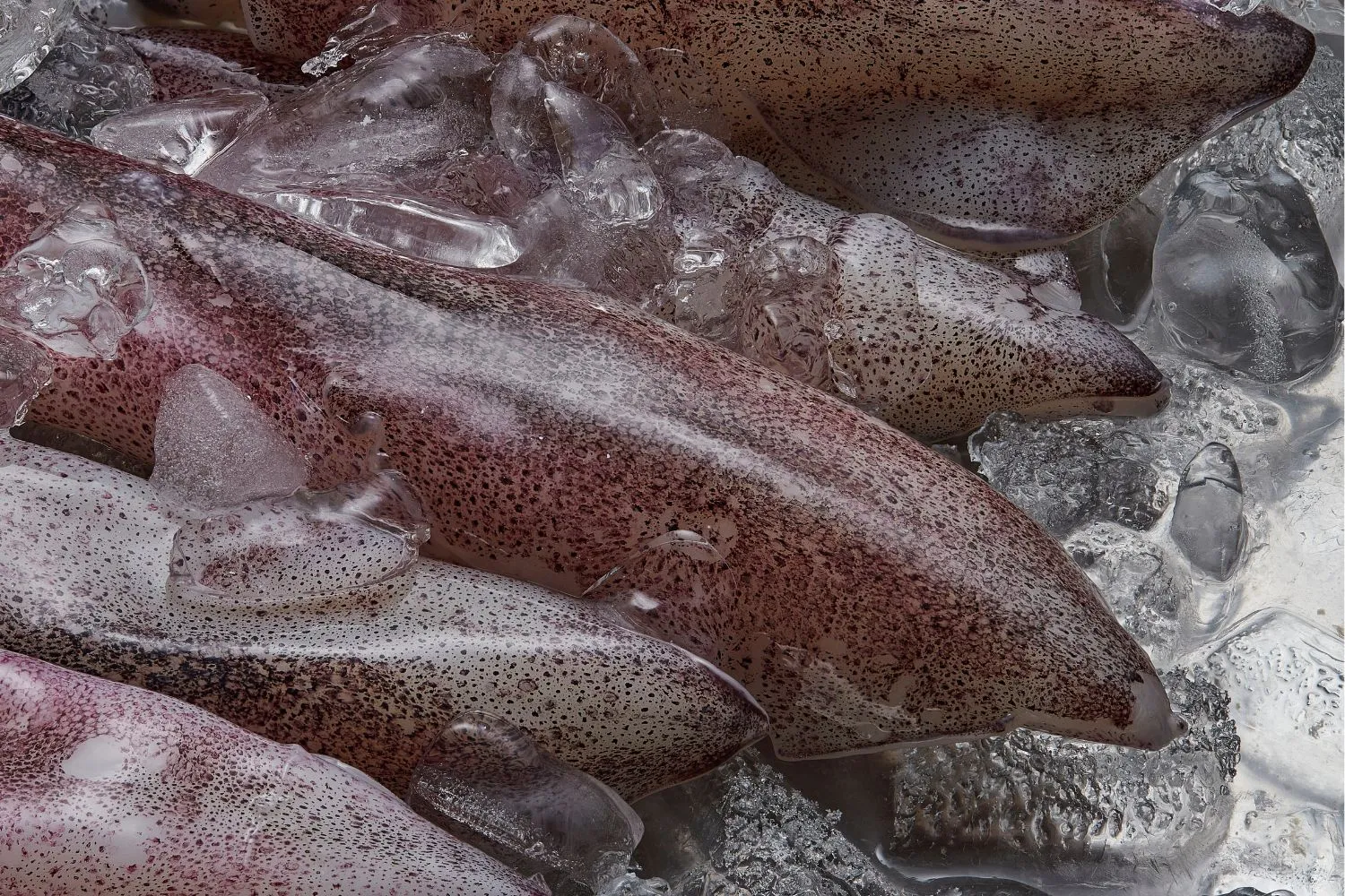 La pesca intensiva è una piaga del tutto fuori controllo, il report shock su quella del calamaro