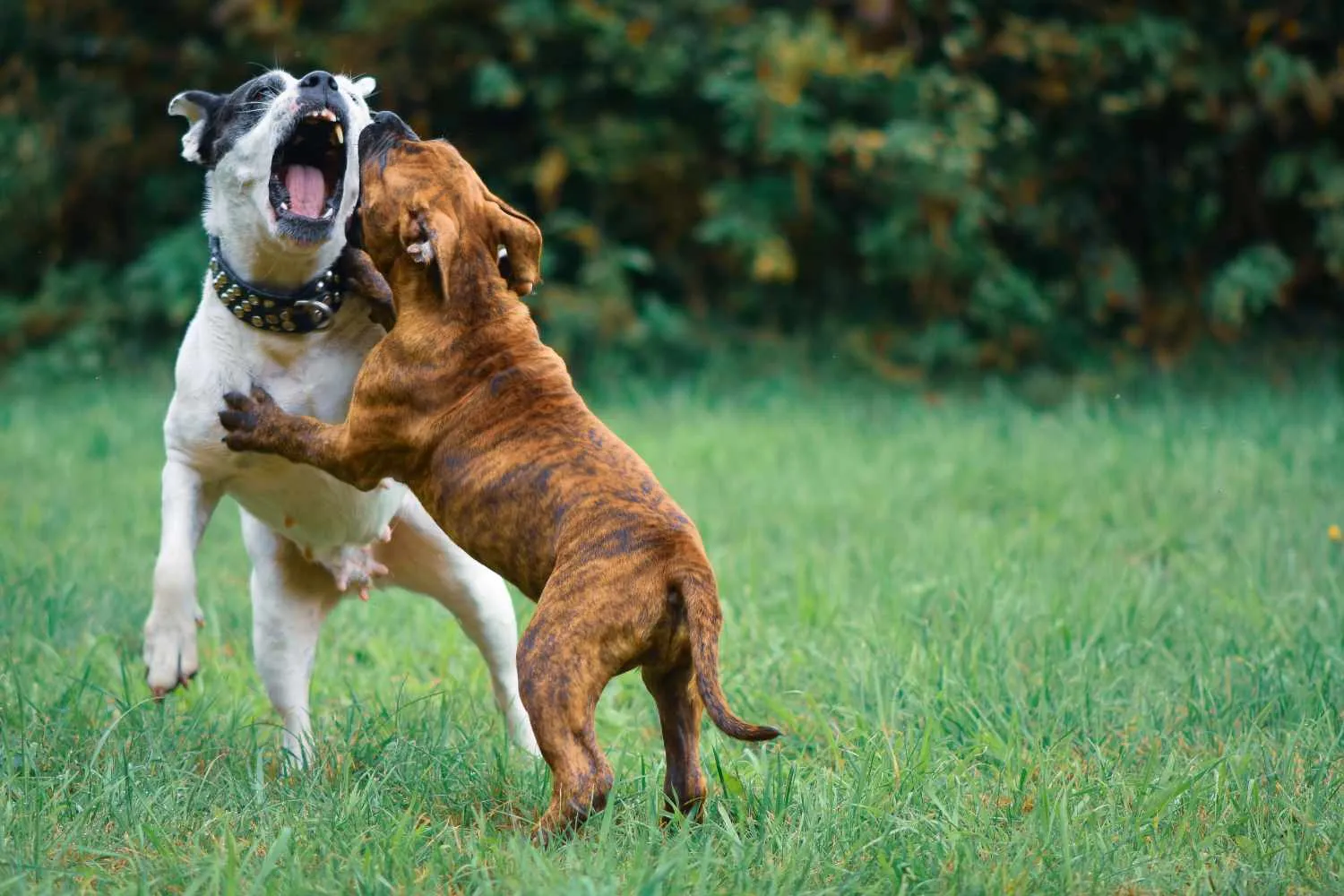 Cani salvati dai combattimenti clandestini: stanziati 2 milioni di euro per curare le ferite, visibili e invisibili, degli animali sequestrati