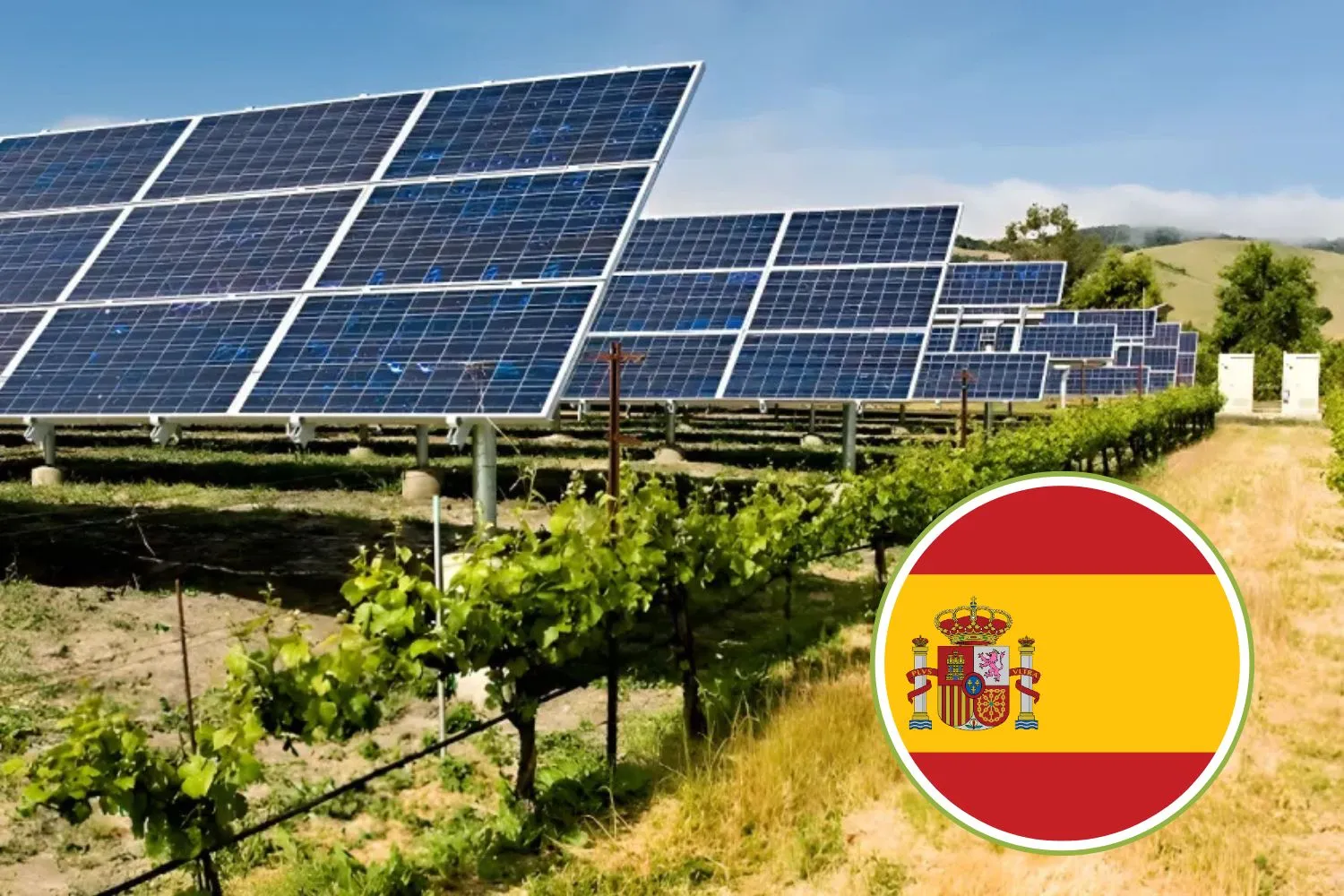 Agrivoltaico come risposta alla siccità: così in Spagna uva e olive resistono alle ondate di caldo grazie ai pannelli solari