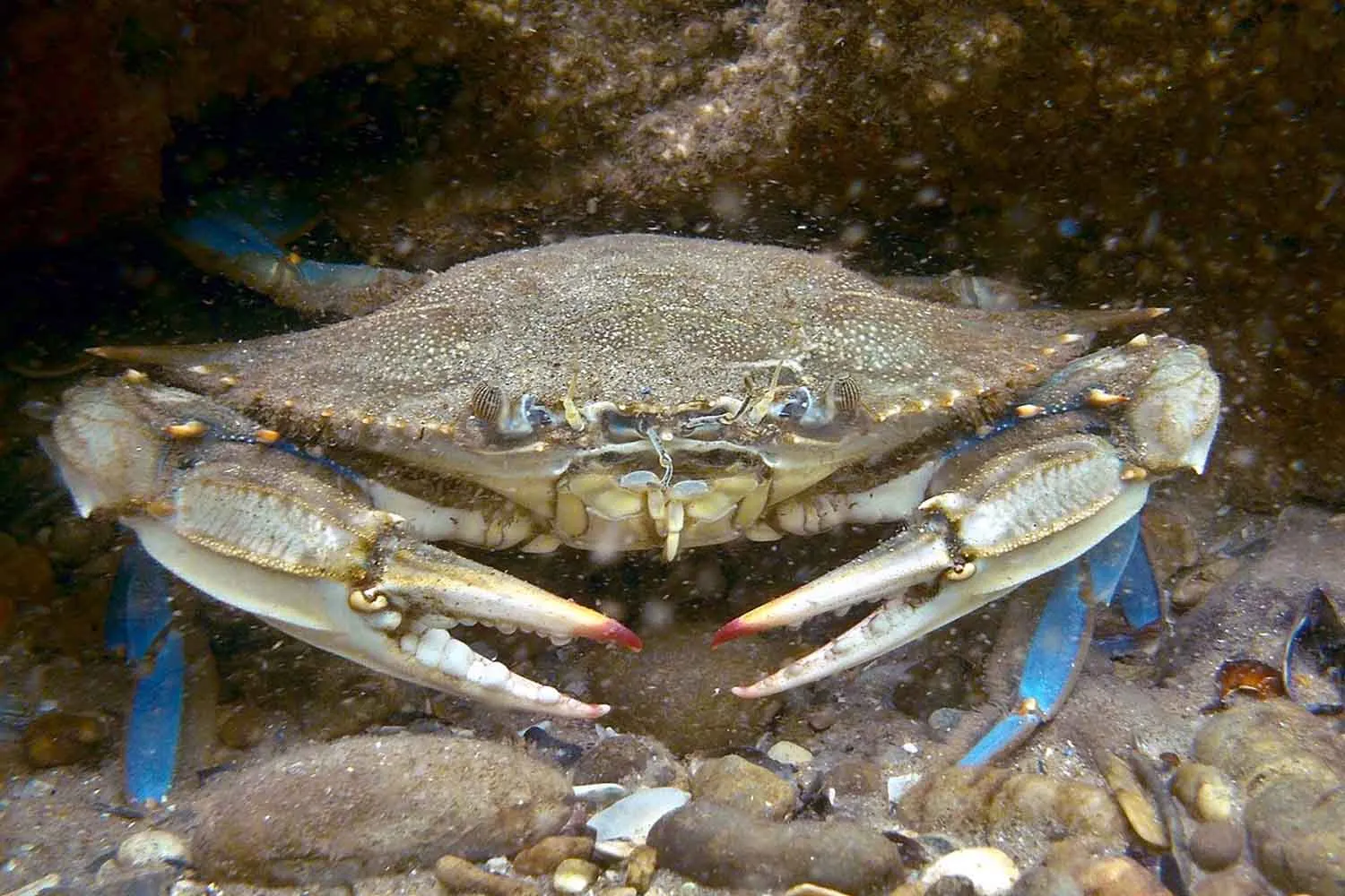 Il granchio blu risale il Po e arriva fino alla pianura: cosa sta succedendo (e perché c'entra la siccità)