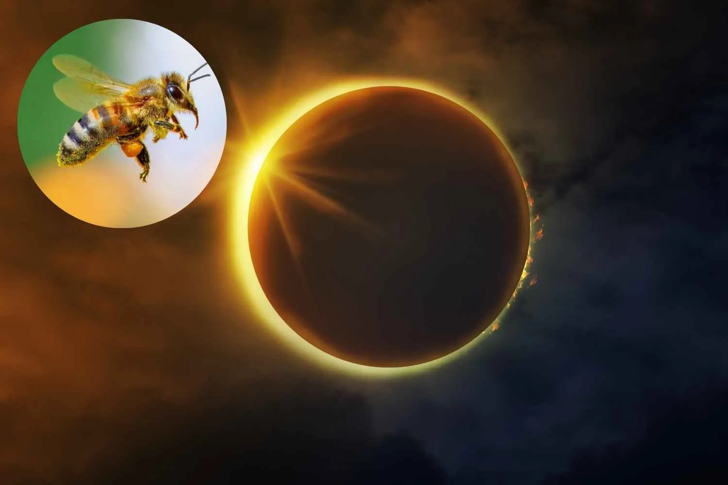 Durante le eclissi di sole le api smettono di ronzare: cosa sapere in vista dell'eclissi del 12 agosto 2026