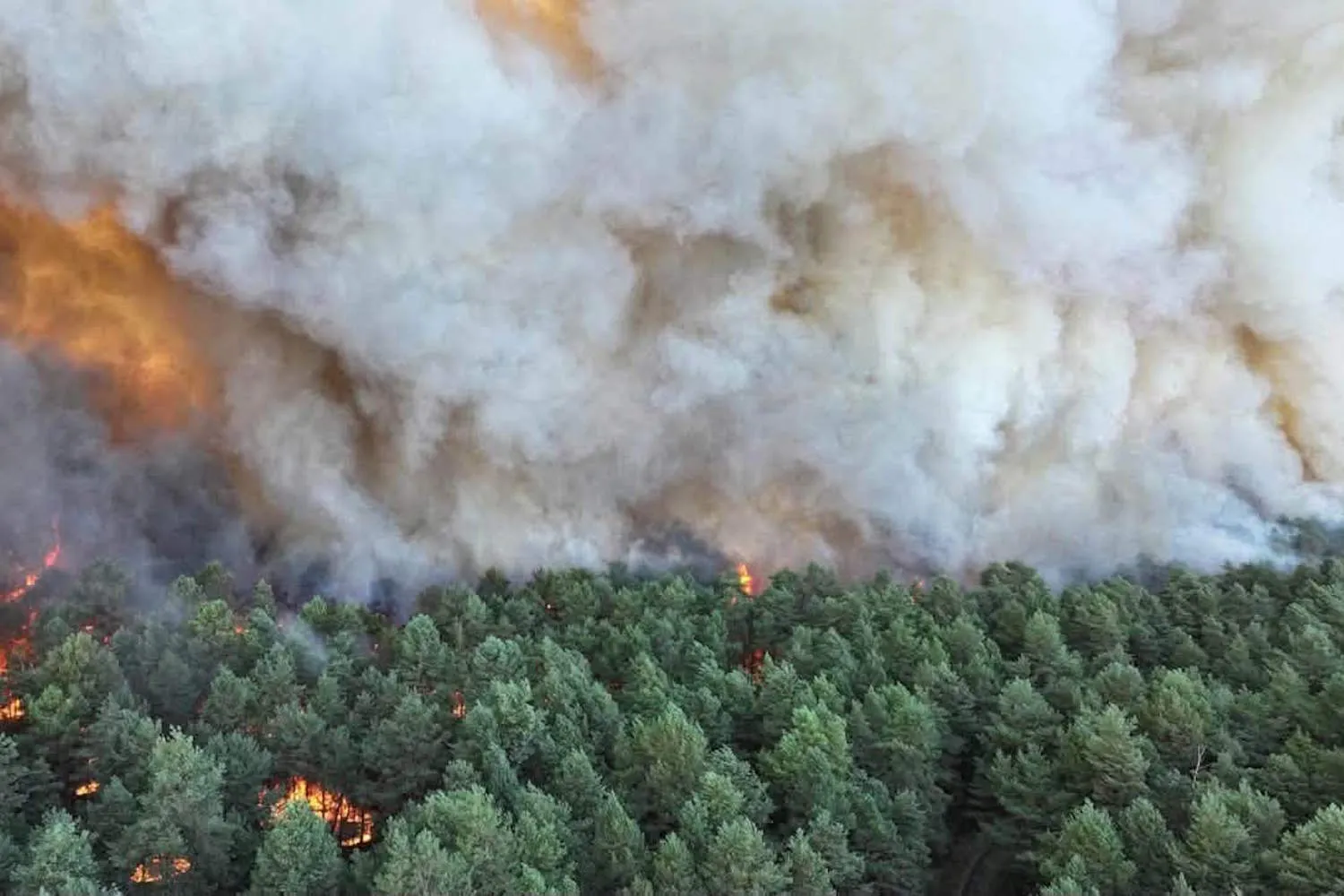 Brucia il polmone verde alle porte di Parigi: corsa contro il tempo per domare l'enorme incendio nella foresta di Fontainebleau