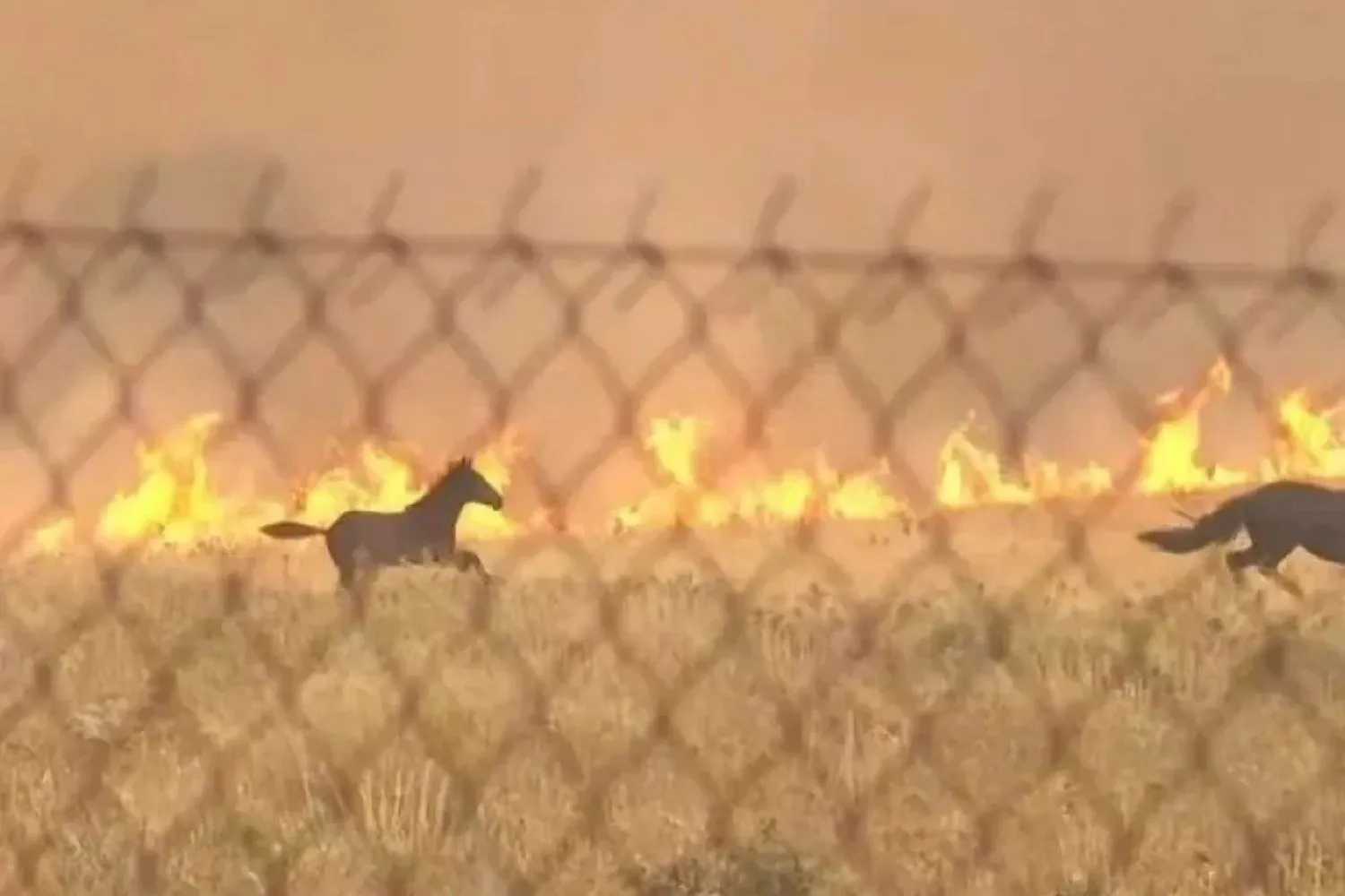 Incendi in Grecia: cavalli in fuga dalle fiamme vicino ad Atene, salvi per un soffio