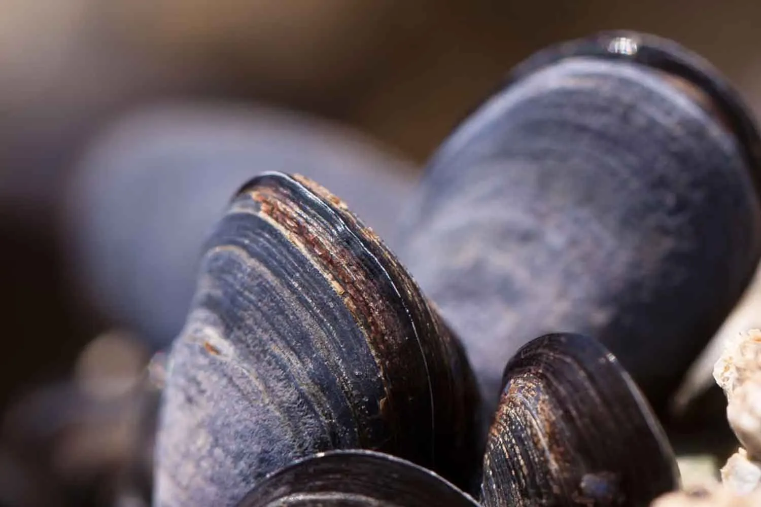 Il mare troppo caldo sta causando una moria di cozze senza precedenti negli allevamenti