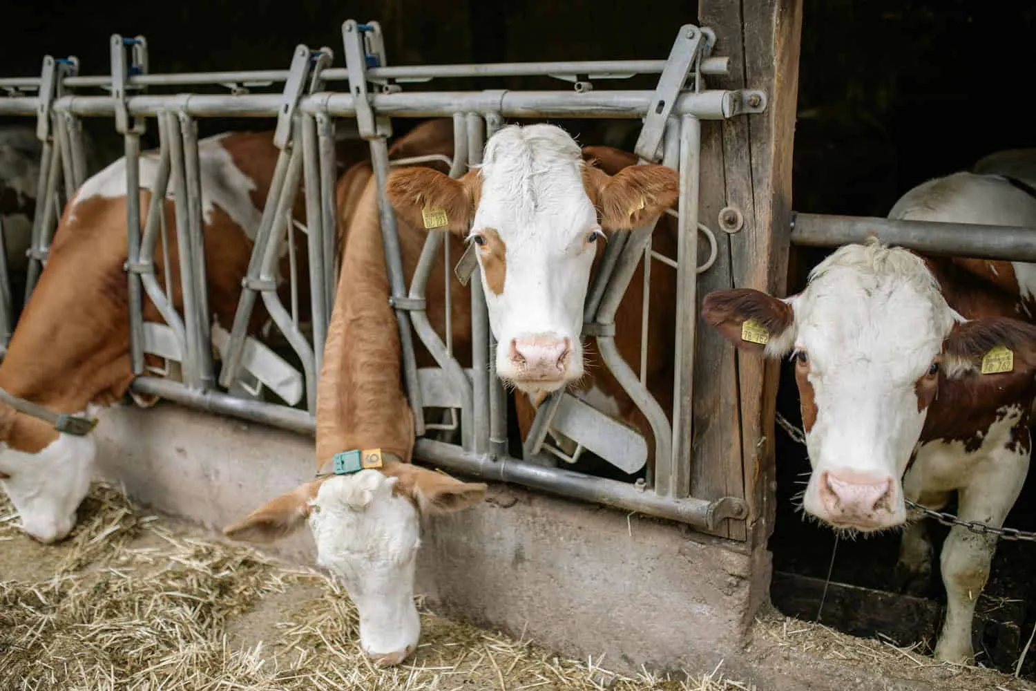 Allevamenti più sostenibili: la Fao approva il primo piano globale per ridurre antibiotici e tutelare animali e clima