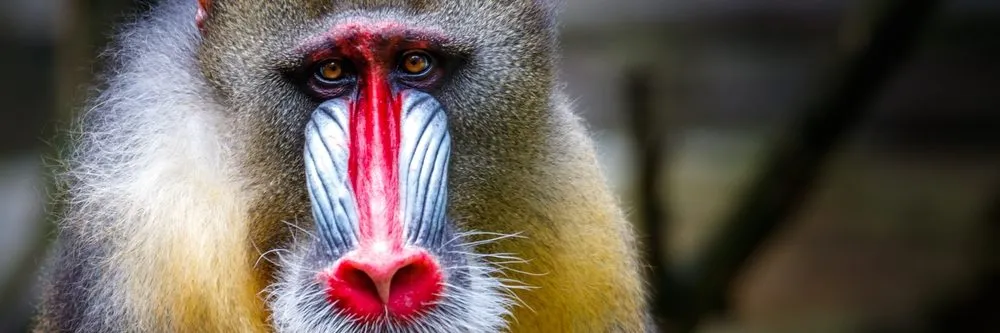 Woah lancia la strategia globale per la salute della fauna selvatica 2026-2030: focus su prevenzione e sorveglianza - AboutPharma