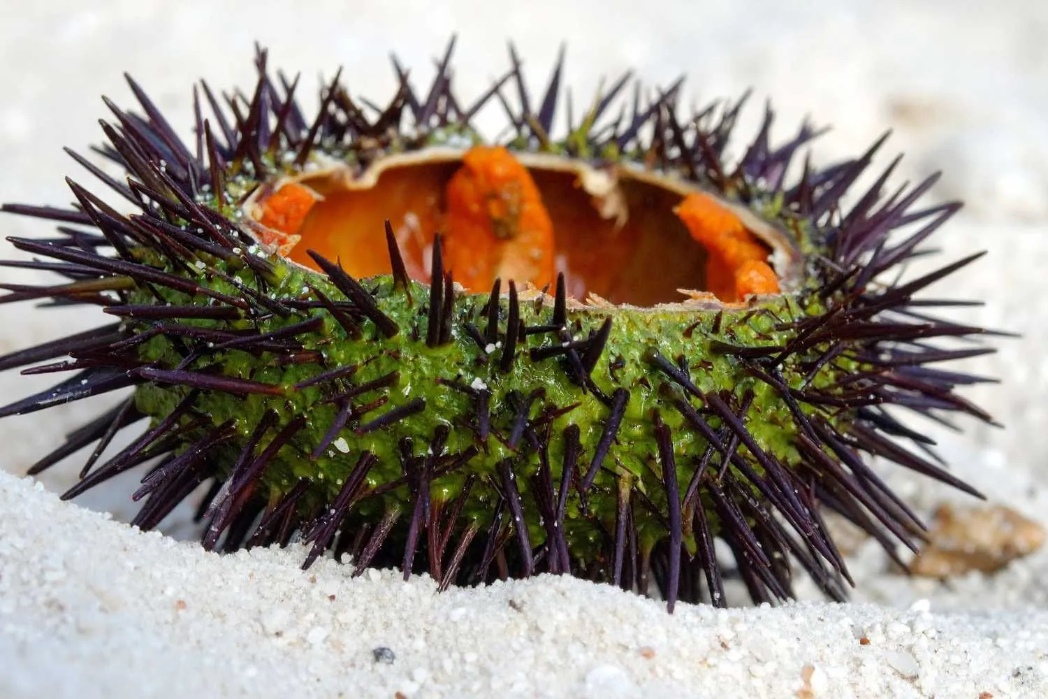 Vietato pescare i ricci di mare, la Puglia proroga il fermo biologico fino al 2029 per salvaguardare la specie