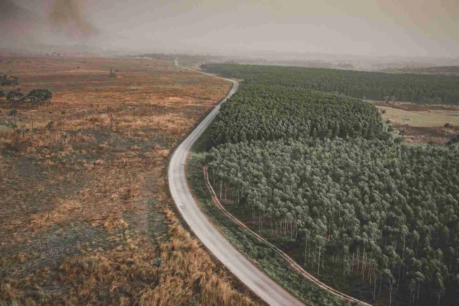 Amazzonia, la deforestazione crolla ai minimi storici: -36% in un solo anno (e Lula punta ad azzerarla)