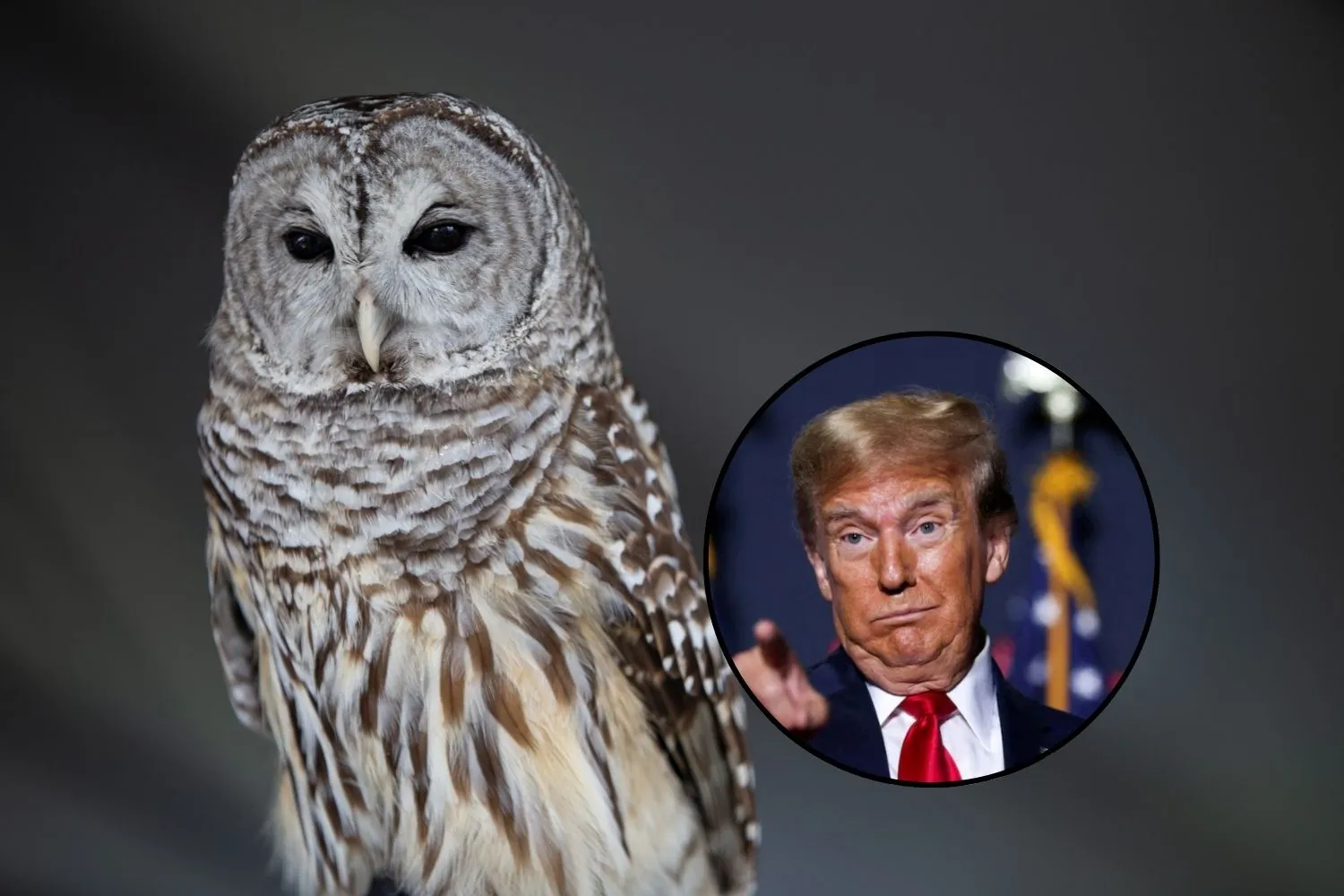 Trump cancella 50 anni di tutele per la fauna selvatica: via libera a trivelle e miniere anche negli habitat delle specie a rischio