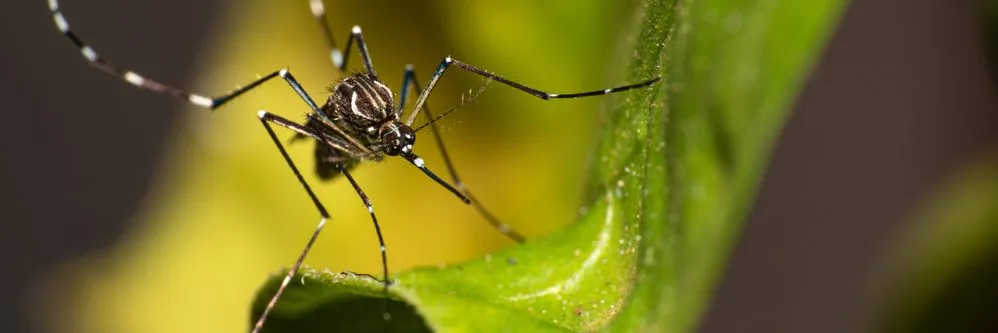 Chikungunya, quanto costa la malattia e i vaccini