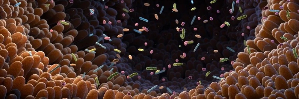 Epilessia farmacoresistente, dal microbiota una possibile strategia per rallentare la progressione della malattia - AboutPharma