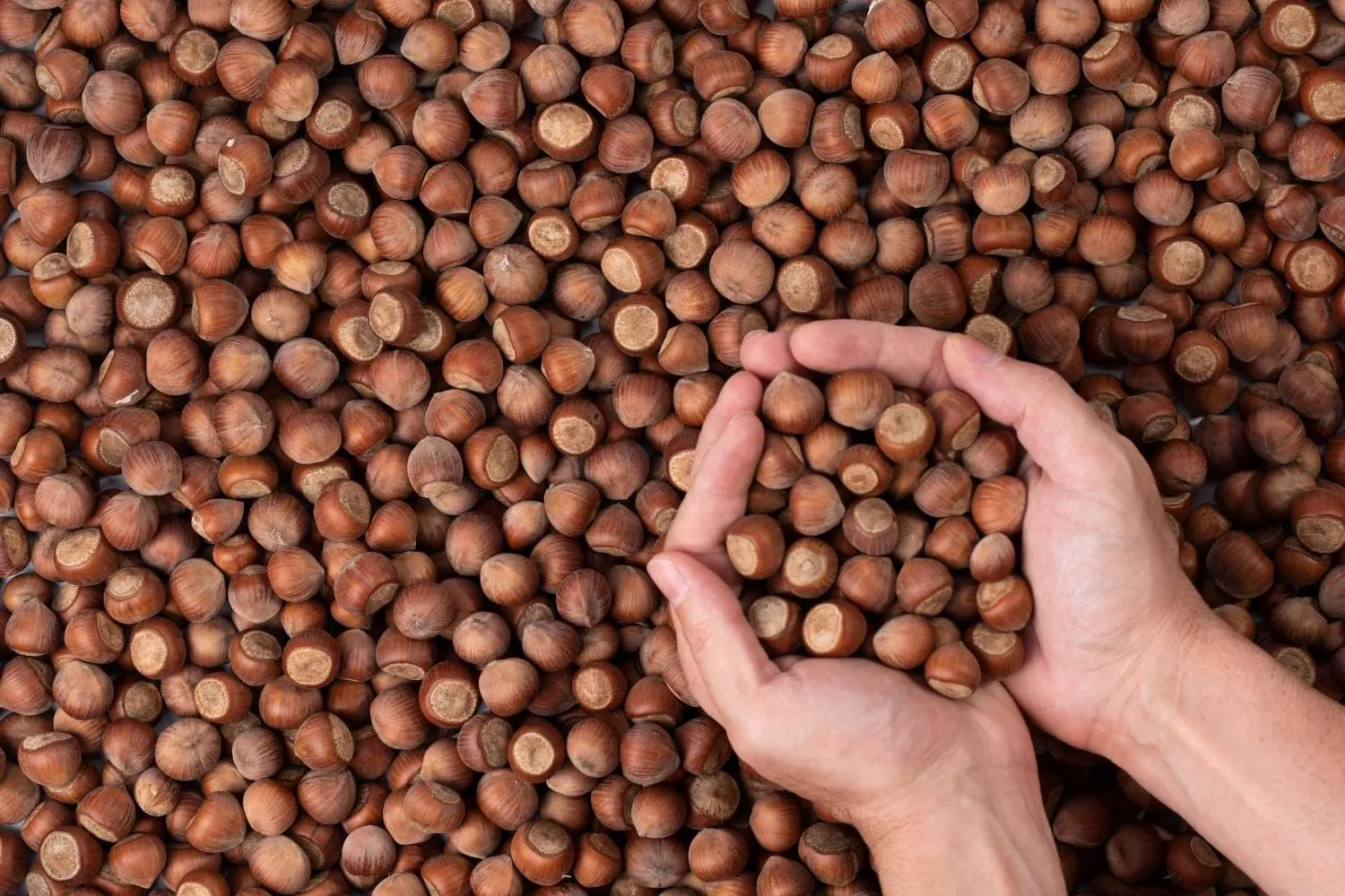Le nocciole sono sempre più richieste, ma in Piemonte il raccolto cala fino al 30%