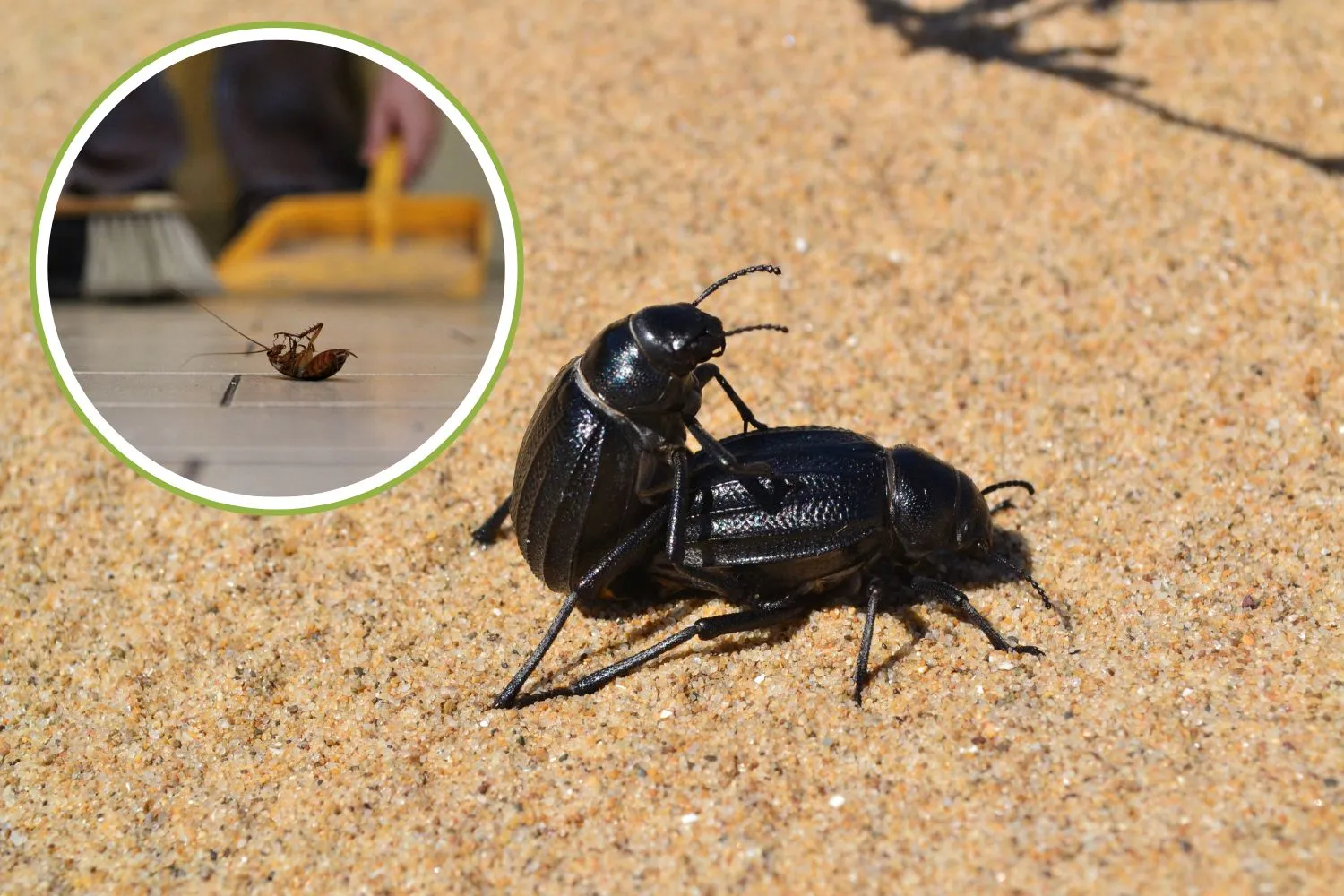 La crisi climatica moltiplica le blatte: così il caldo torrido sta facendo tornare le cicale in città, ma anche riprodurre velocemente gli scarafaggi