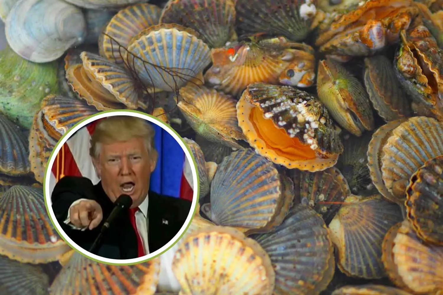 Trump inventa la Giornata delle capesante “contro i comunisti”, ma quel mare era protetto da trent’anni