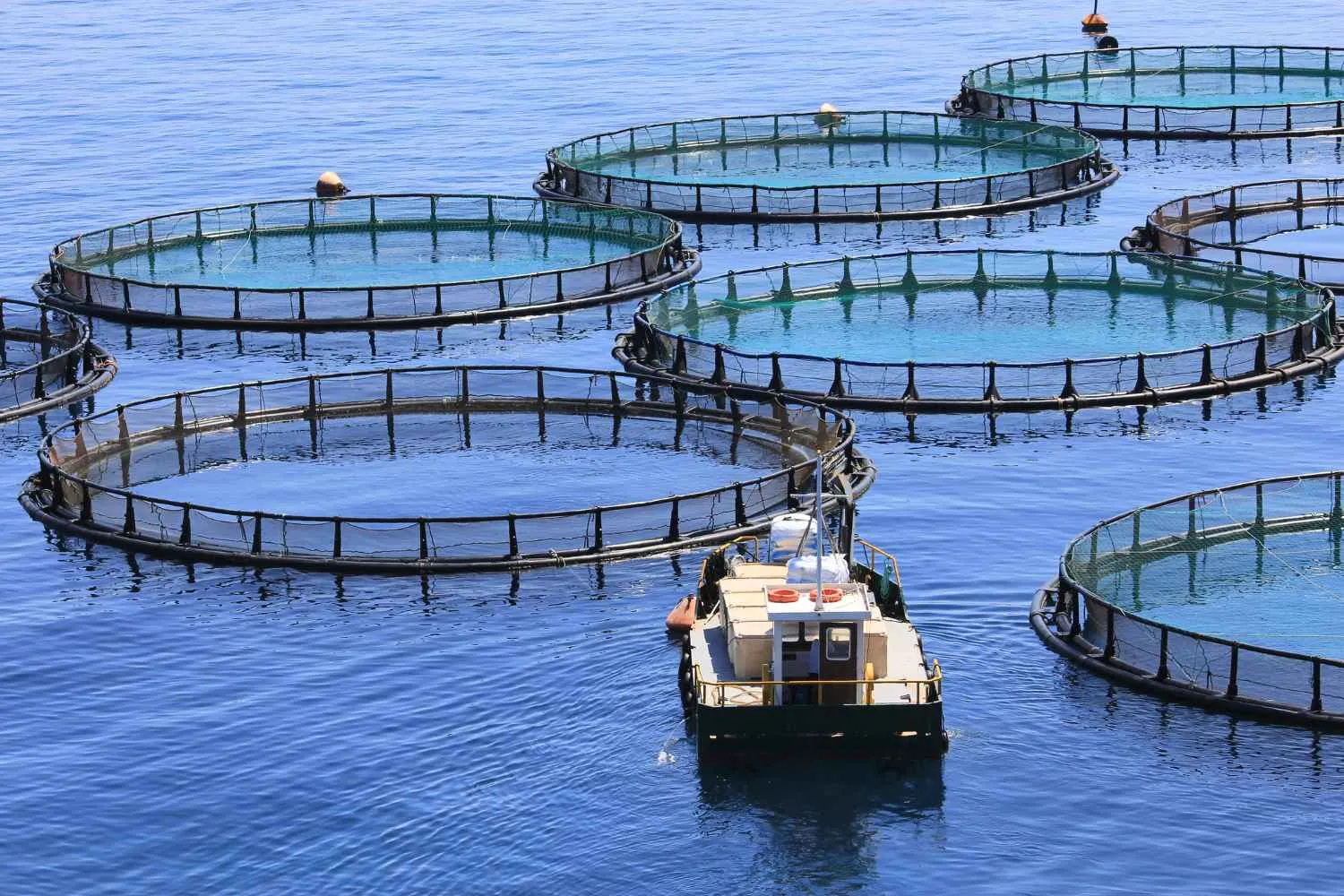 Pesce allevato, è davvero la soluzione per salvare gli oceani? Il primo studio globale boccia 20 grandi aziende ittiche